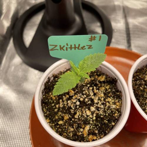 1st Run In 2 x 2.5 Grow Tent. Week 0 - Zkittlez #1 2/5/2021