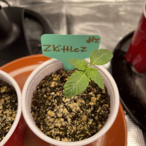 1st Run In 2 x 2.5 Grow Tent. Week 0 - Zkittlez #2 2/5/2021