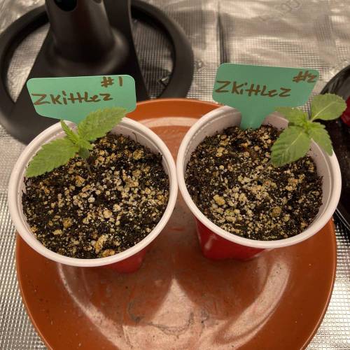 1st Run In 2 x 2.5 Grow Tent. Week 0 - Zkittlez #1 and #2 2/5/2021