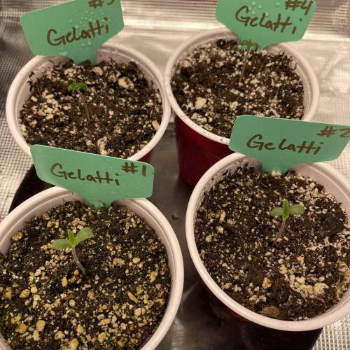 1st Run In 2 x 2.5 Grow Tent. Week 0 - Gelatti 2/5/2021