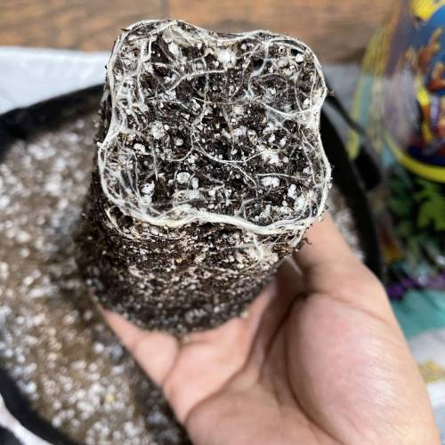 1st Run In 2 x 2.5 Grow Tent. Week 1 - Zkittlez #1 Roots 2/14/21