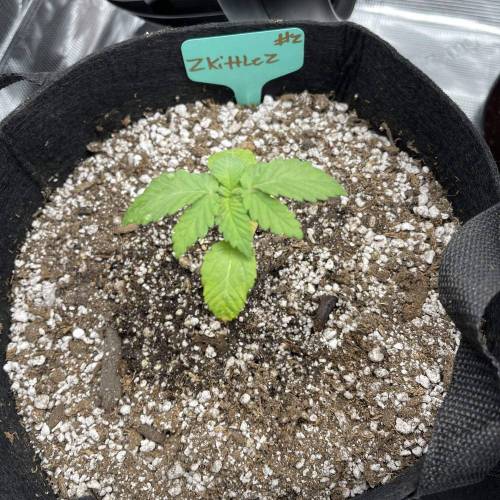 1st Run In 2 x 2.5 Grow Tent. Week 1 - Zkittlez #2 Transplanted to its final 3 Gallon Pot. 80% Ocean Forest, 20% Light Warrior, Sprinkle Of Great White Mycorrhizae. 2/14/21