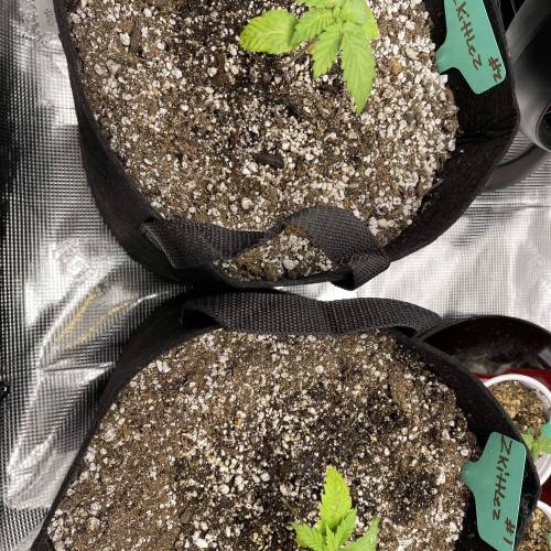 1st Run In 2 x 2.5 Grow Tent. Week 1 - Zkittlez #1 