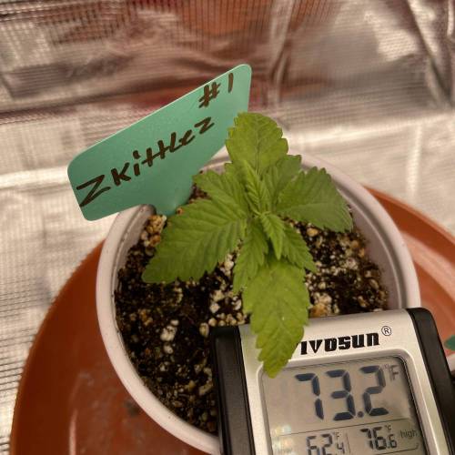 1st Run In 2 x 2.5 Grow Tent. Week 0 - Zkittlez #1 2/13/21