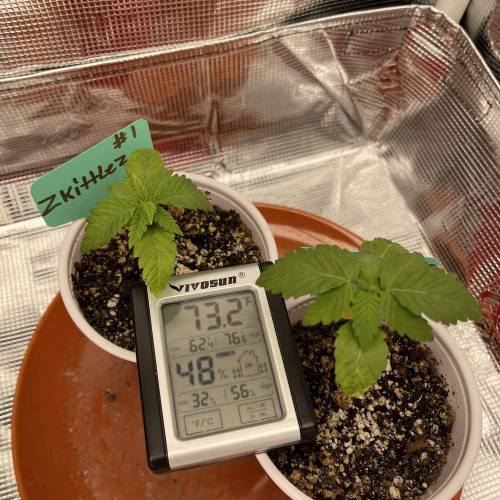 1st Run In 2 x 2.5 Grow Tent. Week 0 - Zkittlez #1 