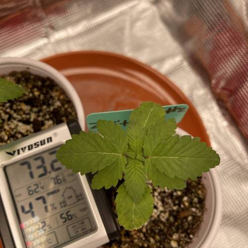 1st Run In 2 x 2.5 Grow Tent. Week 0 - Zkittlez #2 2/13/21