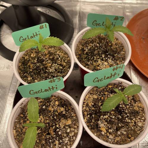 1st Run In 2 x 2.5 Grow Tent. Week 0 - Gelatti 2/13/14