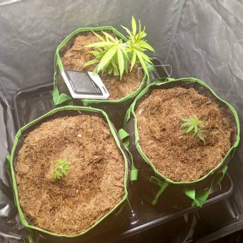 toxic caludias and critical clones. Week 1