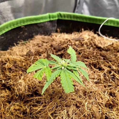 toxic caludias and critical clones. Week 1