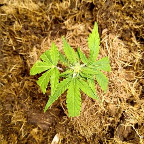 toxic caludias and critical clones. Week 1