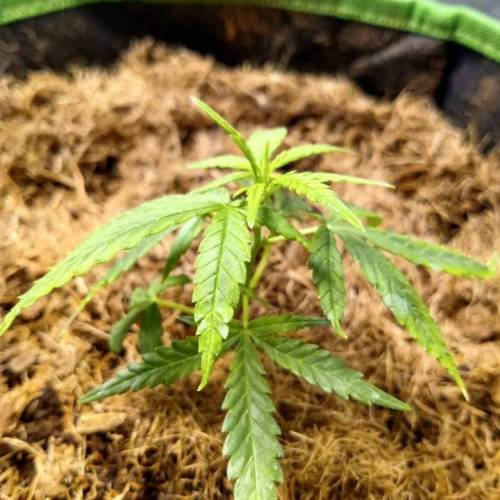 toxic caludias and critical clones. Week 1