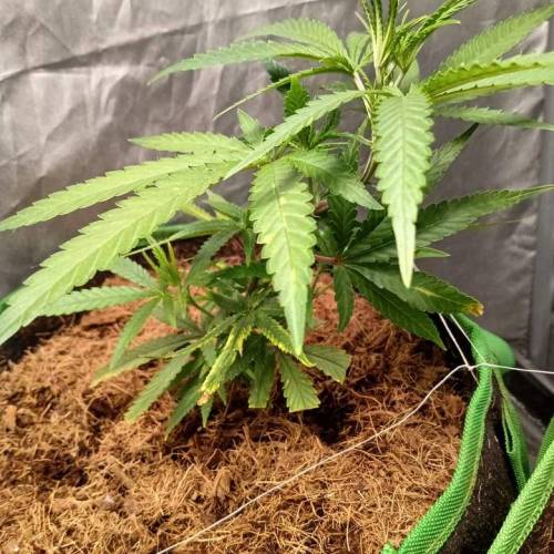 toxic caludias and critical clones. Week 1