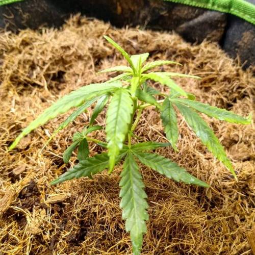 toxic caludias and critical clones. Week 1