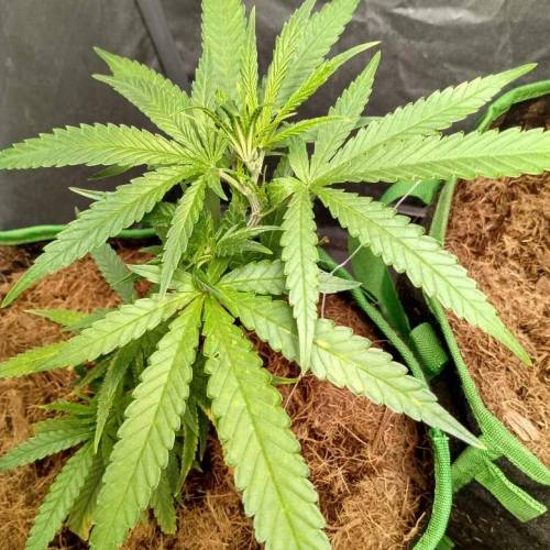 toxic caludias and critical clones. Week 1