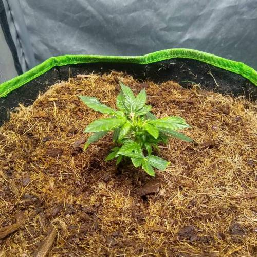 toxic caludias and critical clones. Week 2 - claudia rising and showing some new leaves 