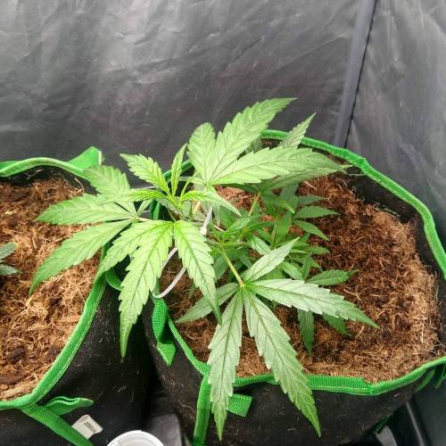 toxic caludias and critical clones. Week 2 - Critical turning up