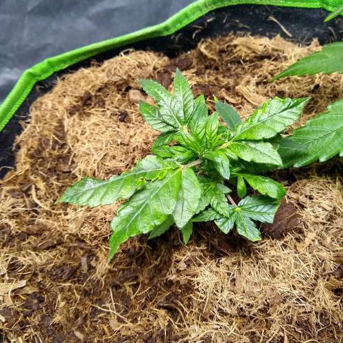 toxic caludias and critical clones. Week 2 - Claudia with over nitrogen 