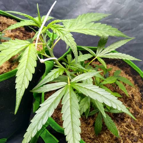 toxic caludias and critical clones. Week 2 - Critical LST