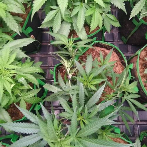 toxic caludias and critical clones. Week 2 - Toxic 