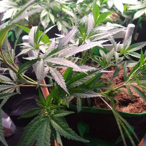 toxic caludias and critical clones. Week 2