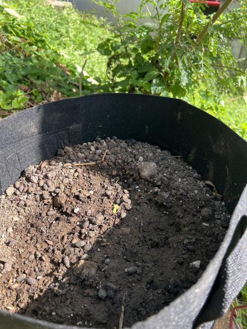 2026/2027 grow. Week 0 - Cakes and Cream