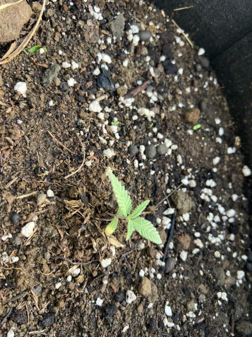 2026/2027 grow. Week 1 - Platinum Lemon Cherry