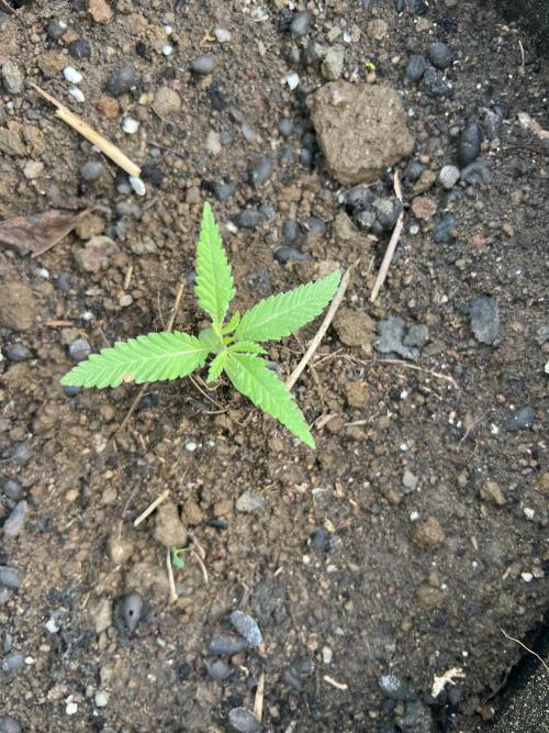 2026/2027 grow. Week 1 - Cakes and Cream