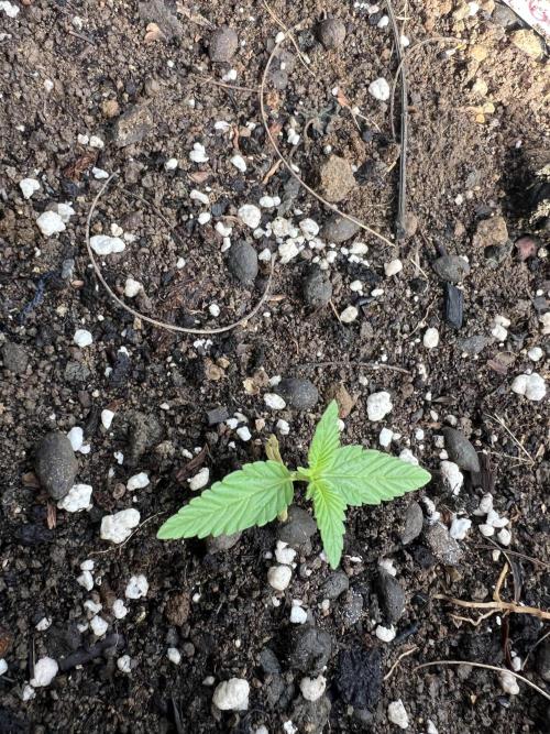2026/2027 grow. Week 1 - Gelato