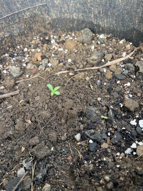 2026/2027 grow. Week 1 - Runtz