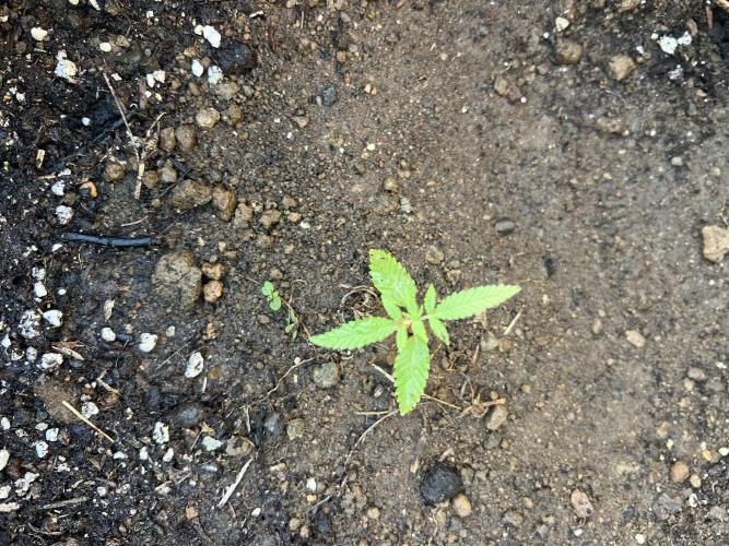 2026/2027 grow. Week 2 - Platinum Lemon Cherry
