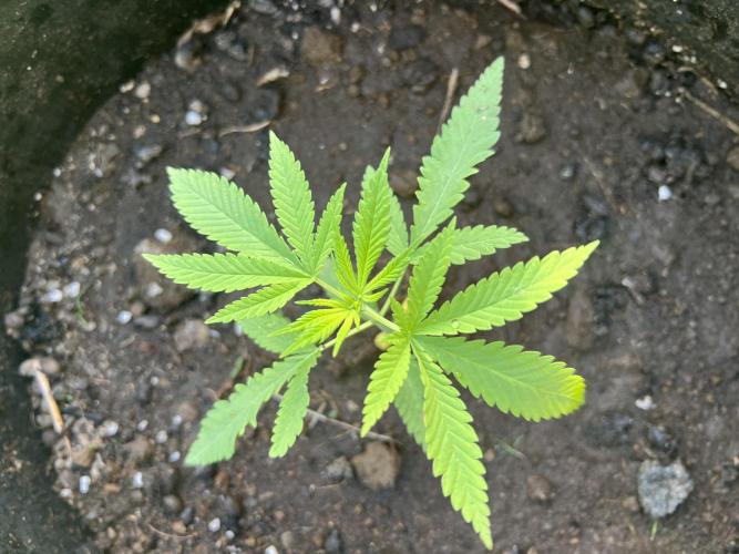 2026/2027 grow. Week 2 - Cakes and cream