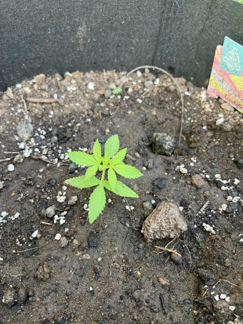 2026/2027 grow. Week 2 - Gelato