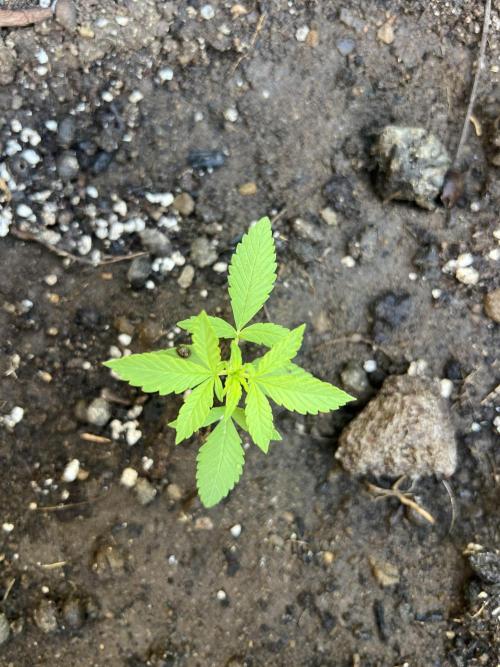 2026/2027 grow. Week 2 - Gelato