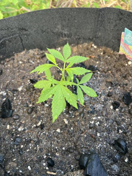 2026/2027 grow. Week 3 - Gelato 
