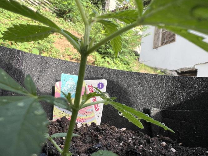 2026/2027 grow. Week 3 - Gelato showing pistils 