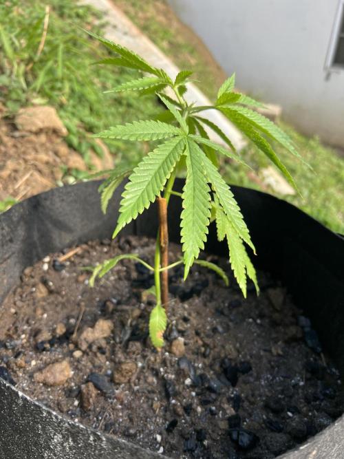 2026/2027 grow. Week 3 - Cakes and cream