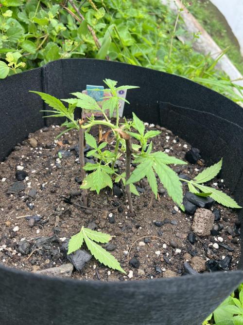 2026/2027 grow. Week 4