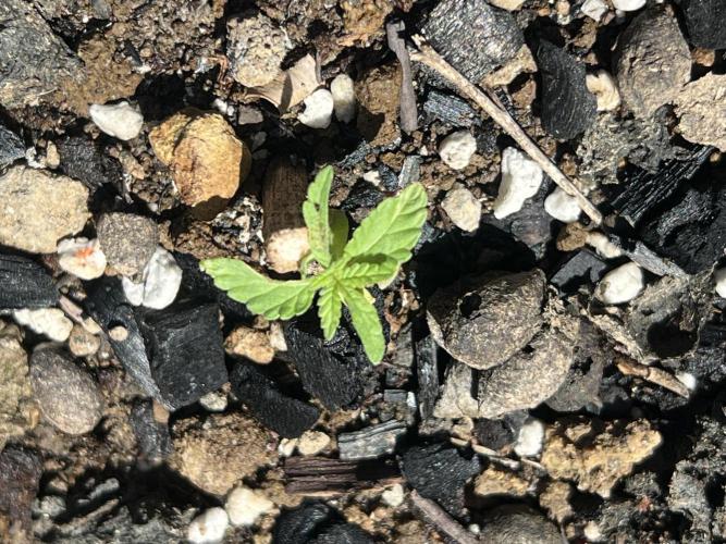 Unknown hybrid. Week 1