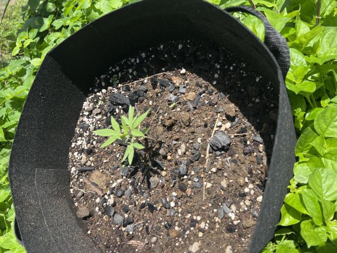 2026/2027 grow. Week 5