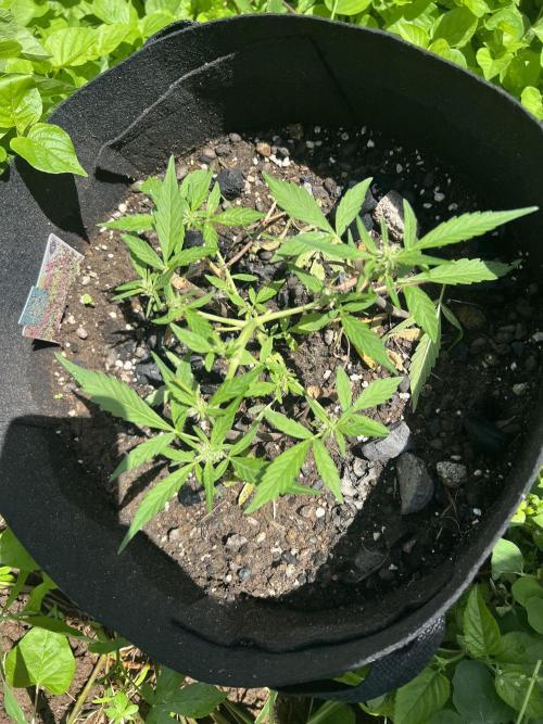 2026/2027 grow. Week 5