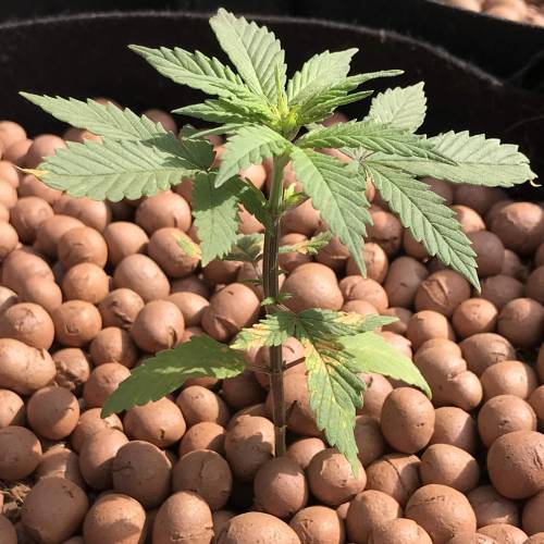 Sweet Seeds - Dark Devil Auto by Goudasan