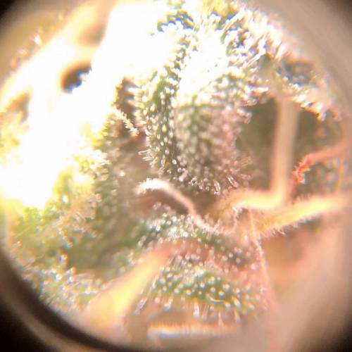 Golden goat/cookie breath bag seeds. Week 4 - GG