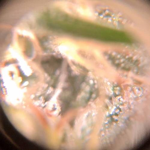 Golden goat/cookie breath bag seeds. Week 4 - GG