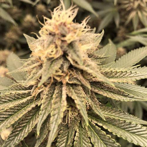 Golden goat/cookie breath bag seeds. Week 5 - Week5 2/27