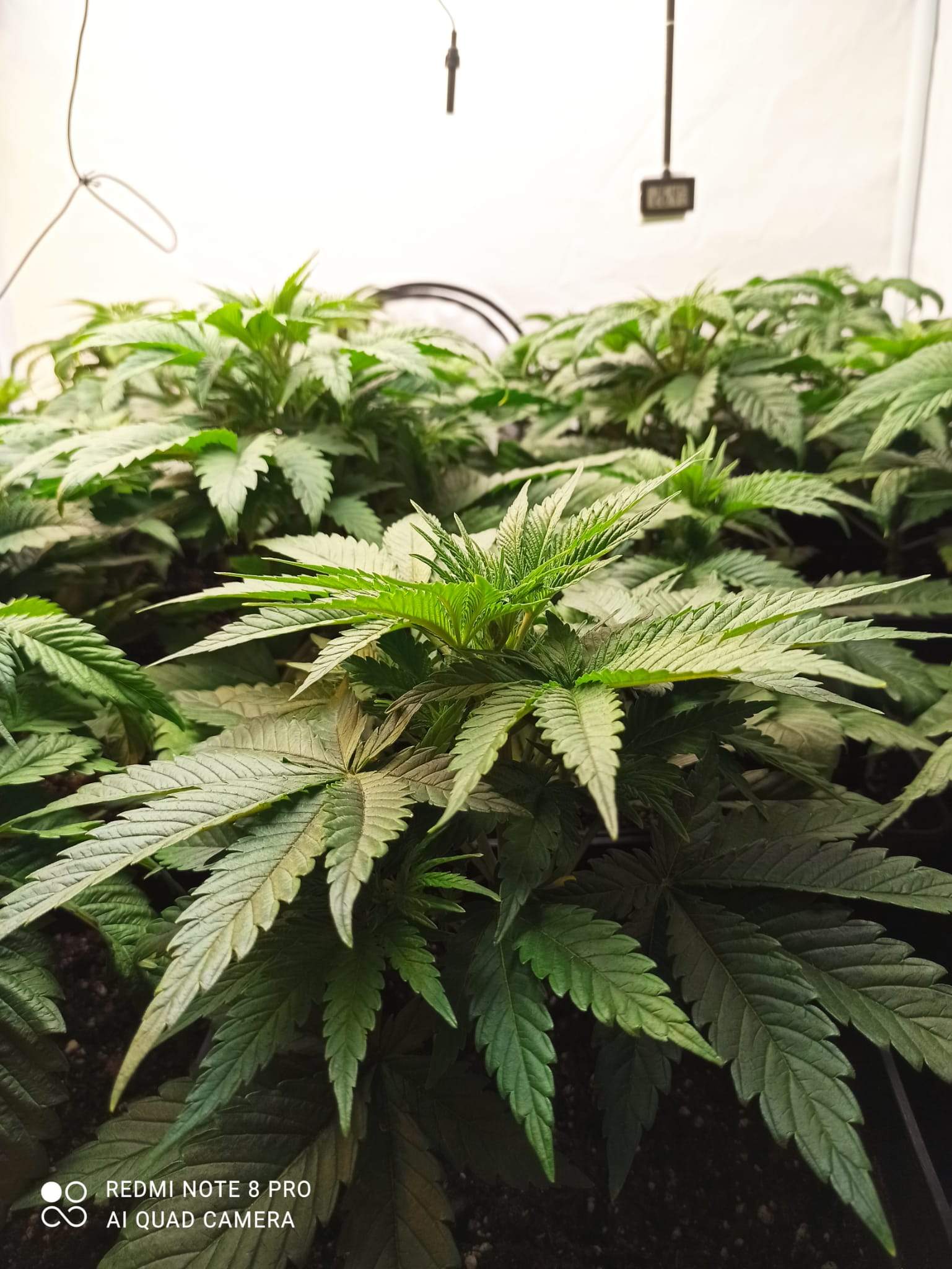 Dr. Seeds Orange Bud grow diary (journal) week4 by Kletusmania_420