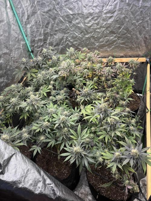 SCROG GROW. Week 7 - End of week 7. Day 49 from flipping lights. They are adding alittle weight