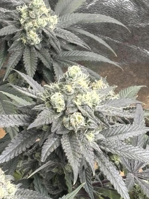 SCROG GROW. Week 7 - This plant must be the free seed. It isn’t maturing as fast and looks heavier 