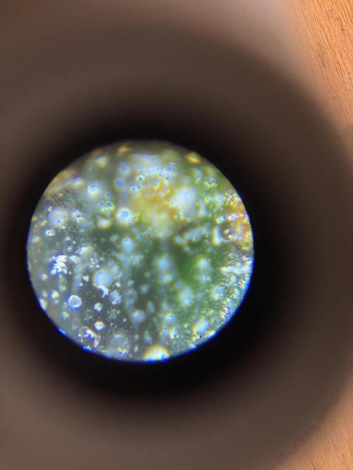 SCROG GROW. Week 8 - Most trichomes are clear or partially cloudy on sugar leaves
