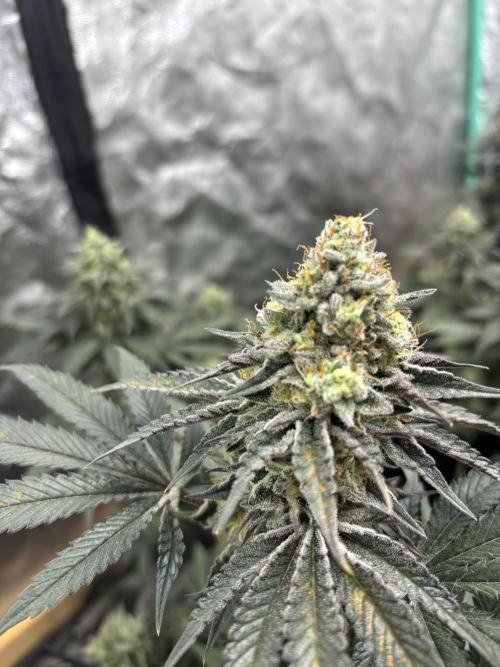 SCROG GROW. Week 8 - Day 55 flowering.  Smell is extremely strong with 2 two carbon filters 