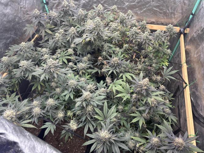 SCROG GROW. Week 8 - Day 55 flowering 